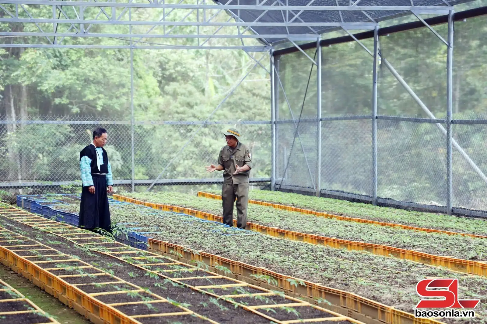 Sâm Ngọc Linh – biến “quốc bảo” thành “sinh kế”