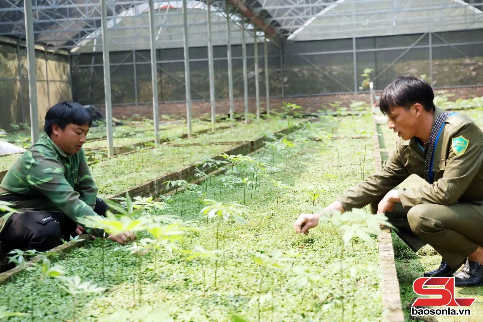 Sâm Ngọc Linh – biến “quốc bảo” thành “sinh kế”