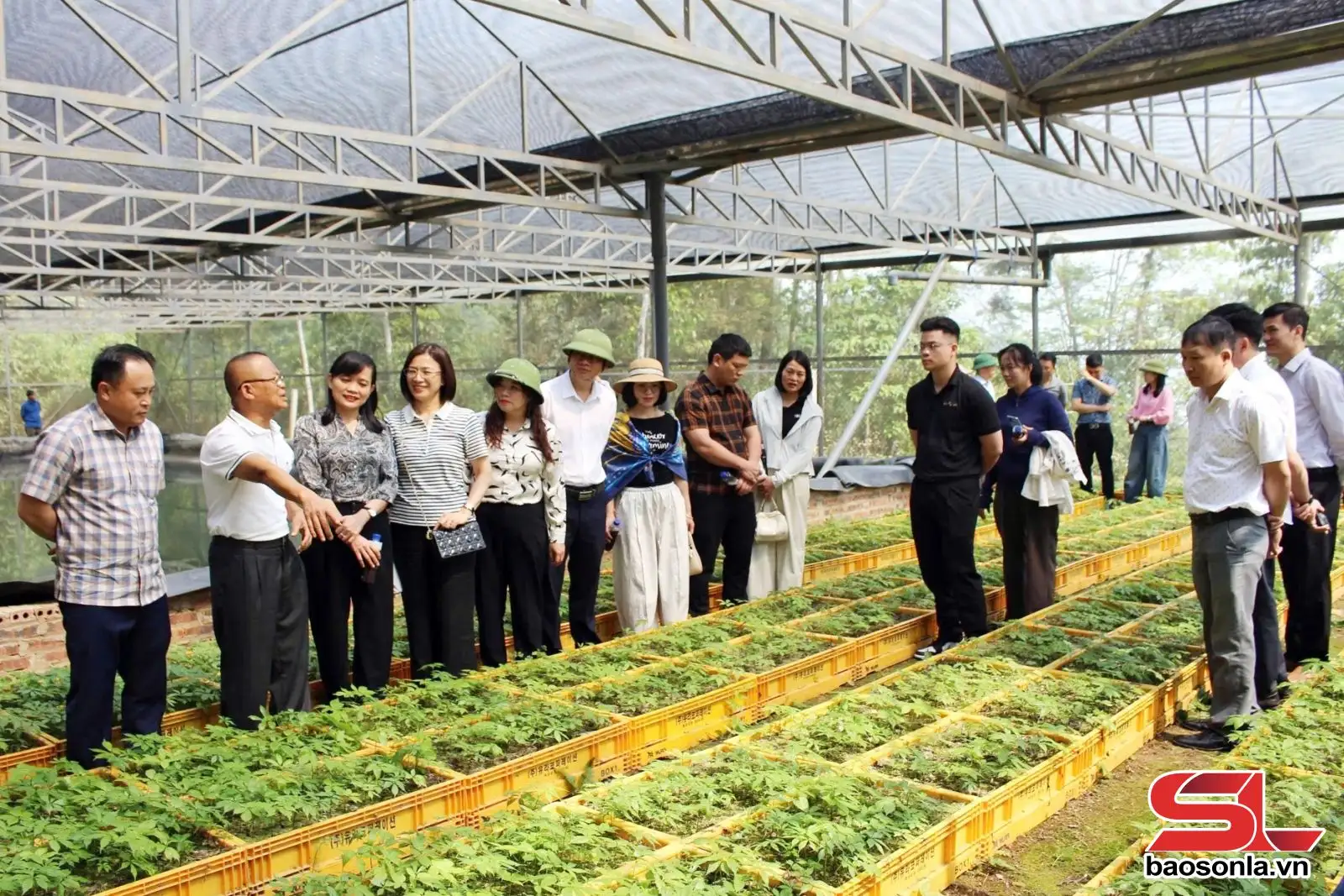 Sâm Ngọc Linh – biến “quốc bảo” thành “sinh kế”