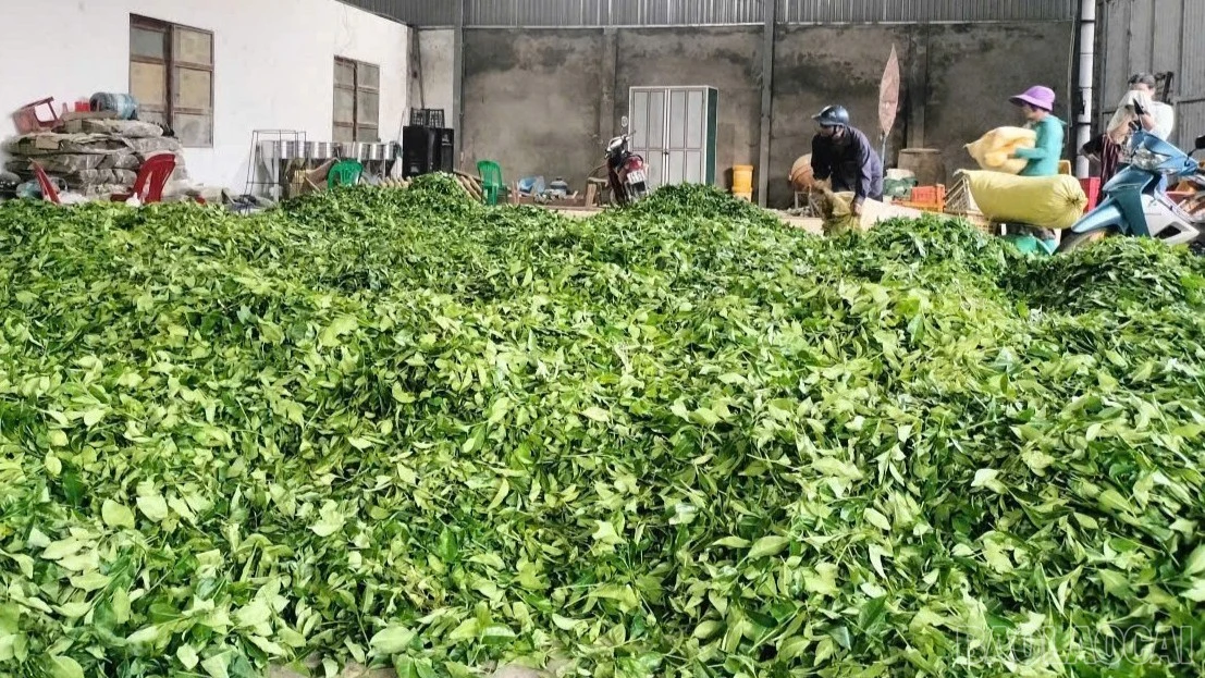 Sức mạnh từ các “hạt nhân” liên kết