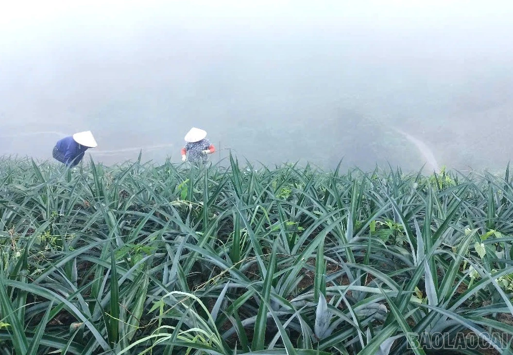 Sức mạnh từ các “hạt nhân” liên kết