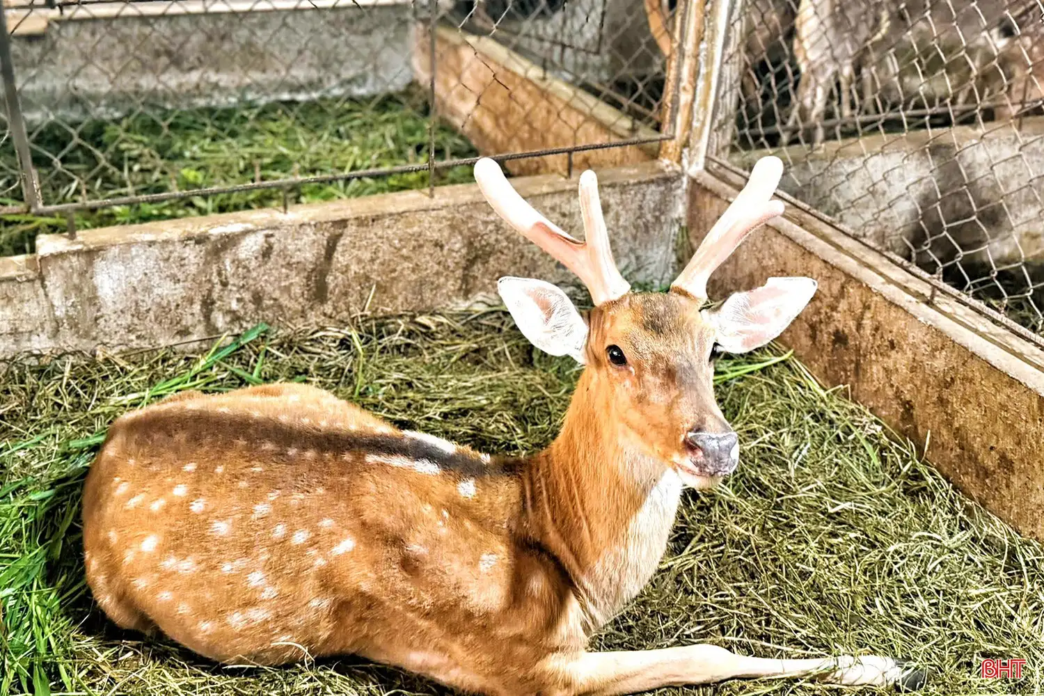 “Thủ phủ” hươu sao Hà Tĩnh làm gì để nâng tầm sản phẩm đặc trưng?