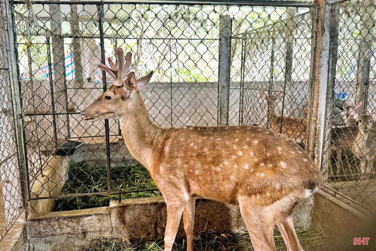 “Thủ phủ” hươu sao Hà Tĩnh làm gì để nâng tầm sản phẩm đặc trưng?