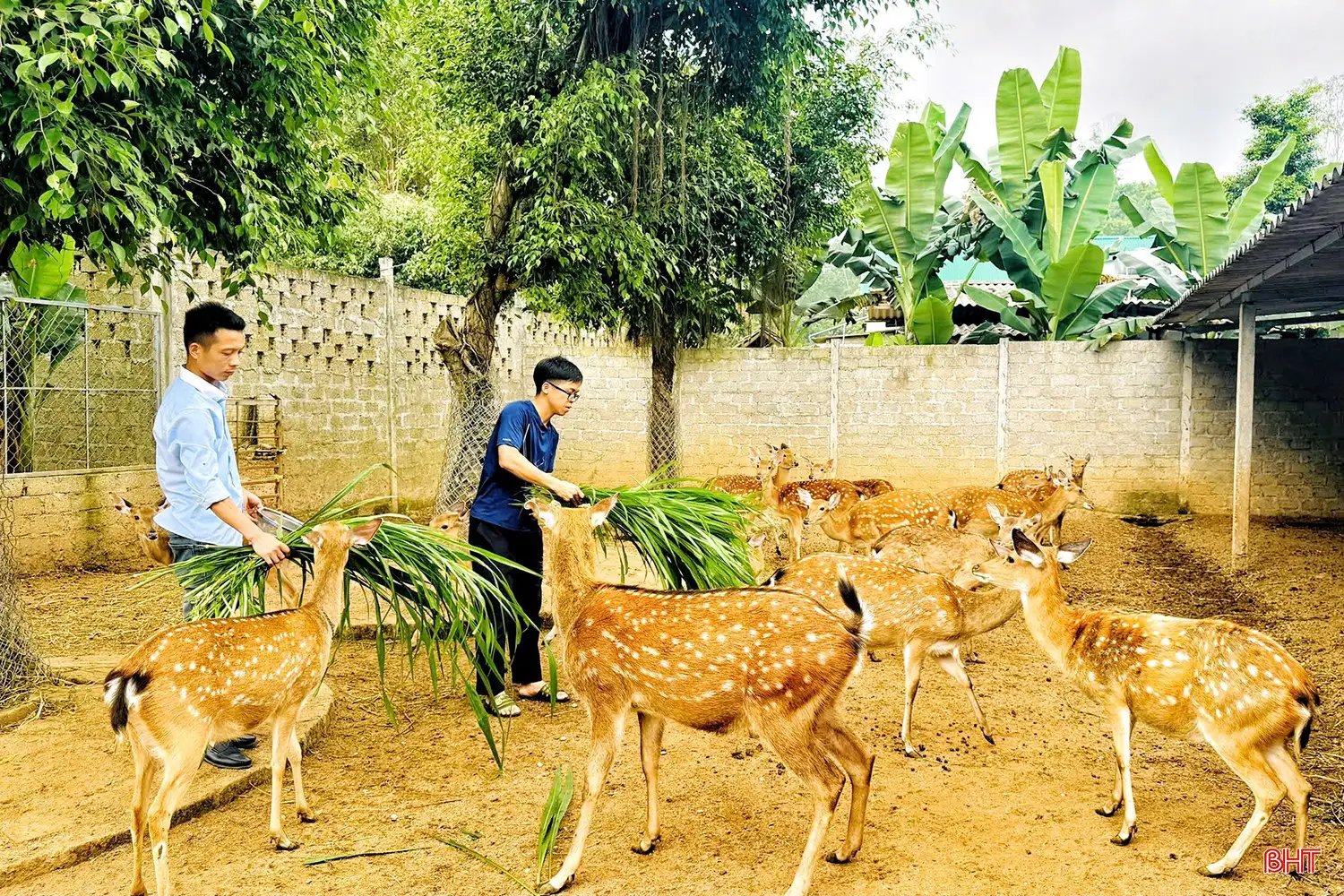 “Thủ phủ” hươu sao Hà Tĩnh làm gì để nâng tầm sản phẩm đặc trưng?
