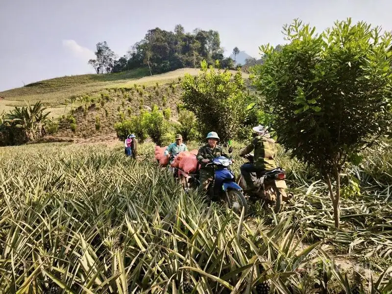 Mùa dứa ngọt trên đất Pú Nhung và hành trình thoát nghèo