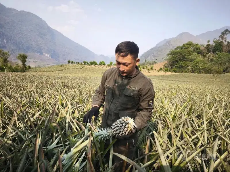 Mùa dứa ngọt trên đất Pú Nhung và hành trình thoát nghèo