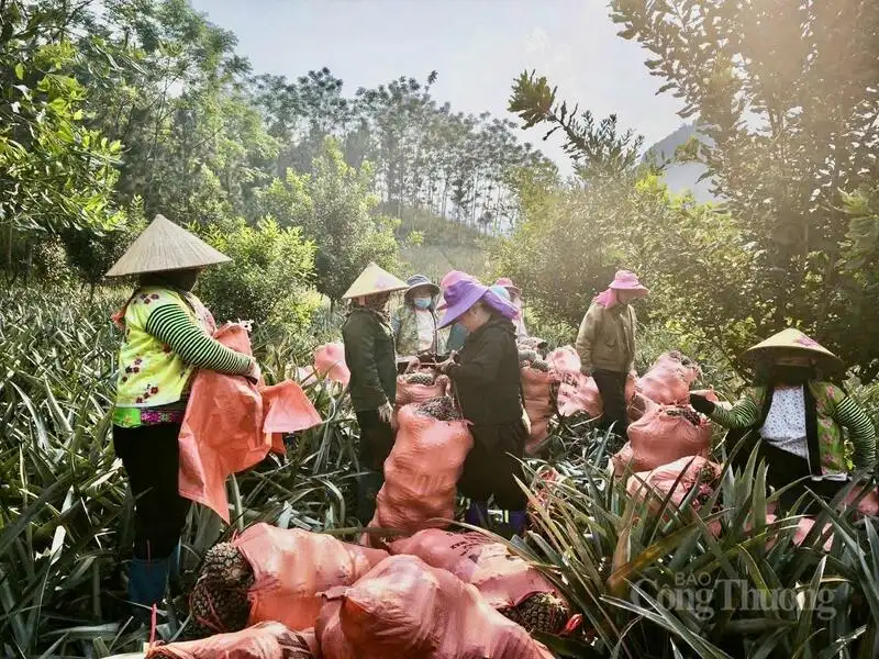 Mùa dứa ngọt trên đất Pú Nhung và hành trình thoát nghèo