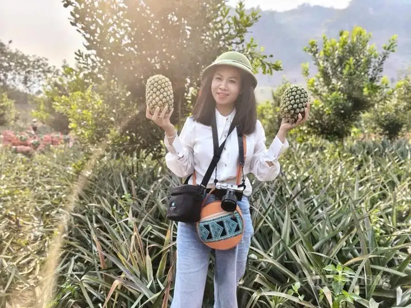 Mùa dứa ngọt trên đất Pú Nhung và hành trình thoát nghèo