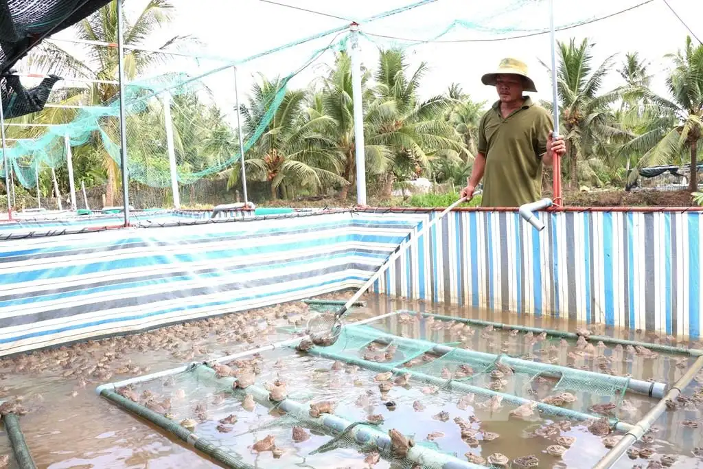 Vốn chính sách đánh thức sinh kế nông thôn Vĩnh Long