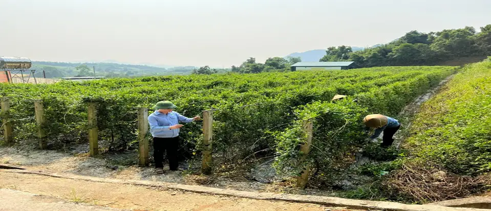 Công ty Cổ phần Dược liệu Pù Mát – Điểm sáng OCOP Nghệ An trong hành trình nâng tầm giá trị dược liệu bản địa