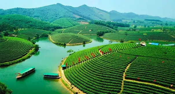 Phát triển sản phẩm OCOP gắn với vùng nguyên liệu: Hướng đi chiến lược, bền vững nâng tầm giá trị nông sản Nghệ An