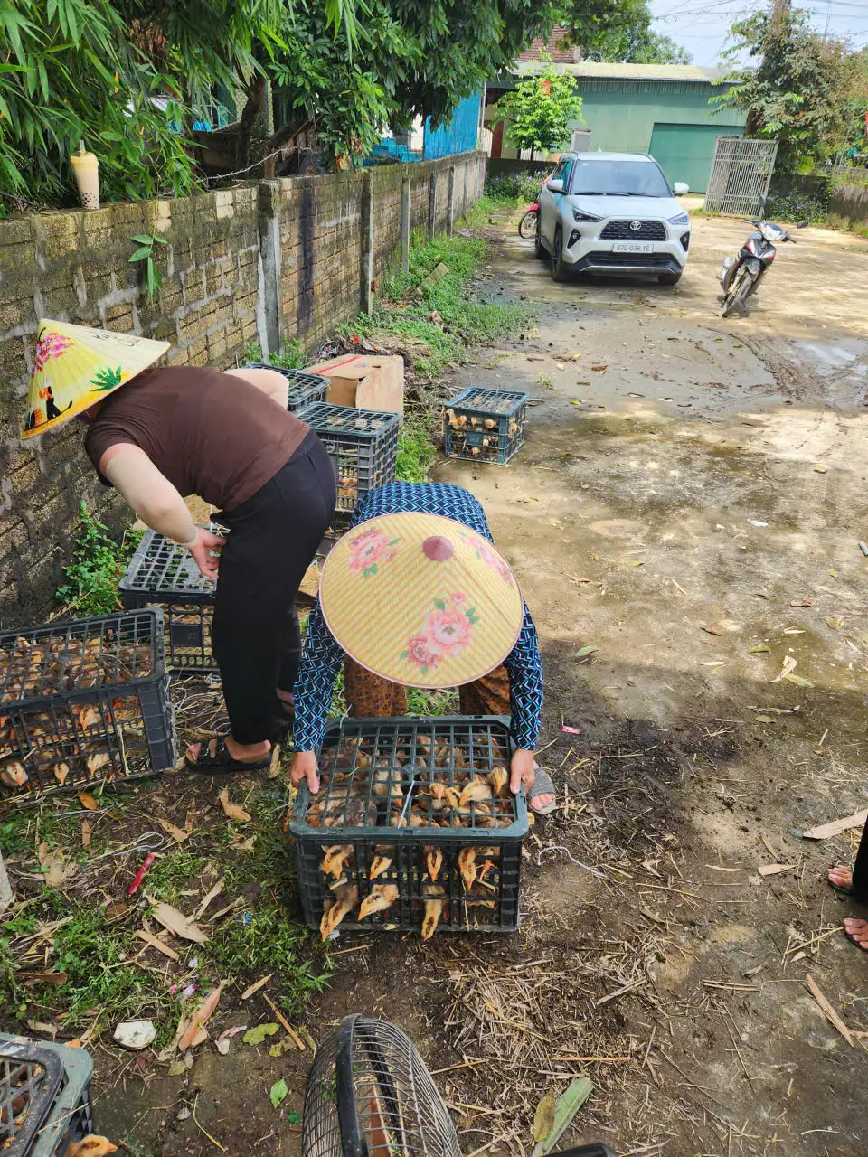 CẤP PHÁT CON GIỐNG GÀ ĐỊA PHƯƠNG VÀ THỨC ĂN CHO GÀ TẠI XÃ CHÂU TIẾN