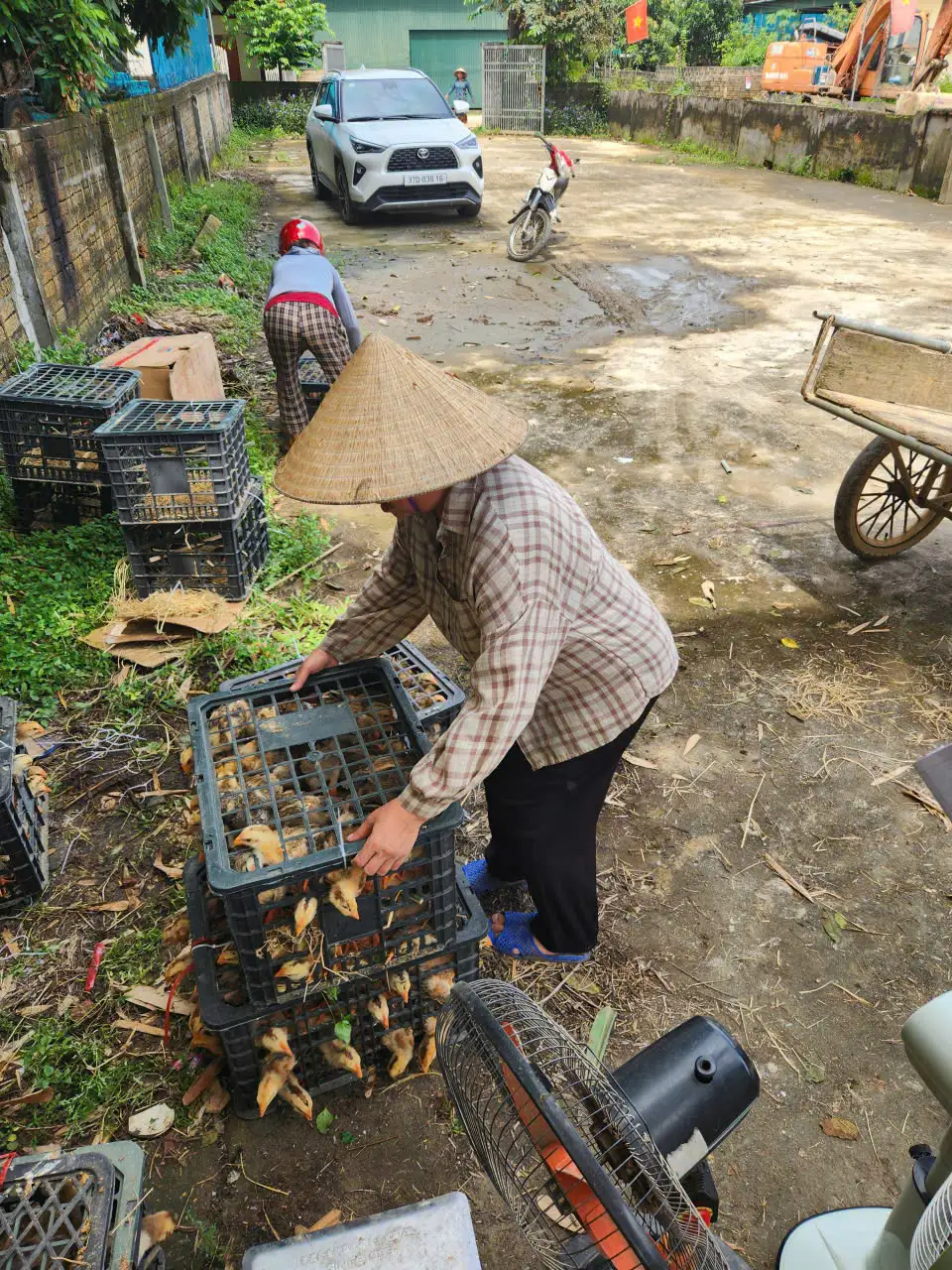 CẤP PHÁT CON GIỐNG GÀ ĐỊA PHƯƠNG VÀ THỨC ĂN CHO GÀ TẠI XÃ CHÂU TIẾN