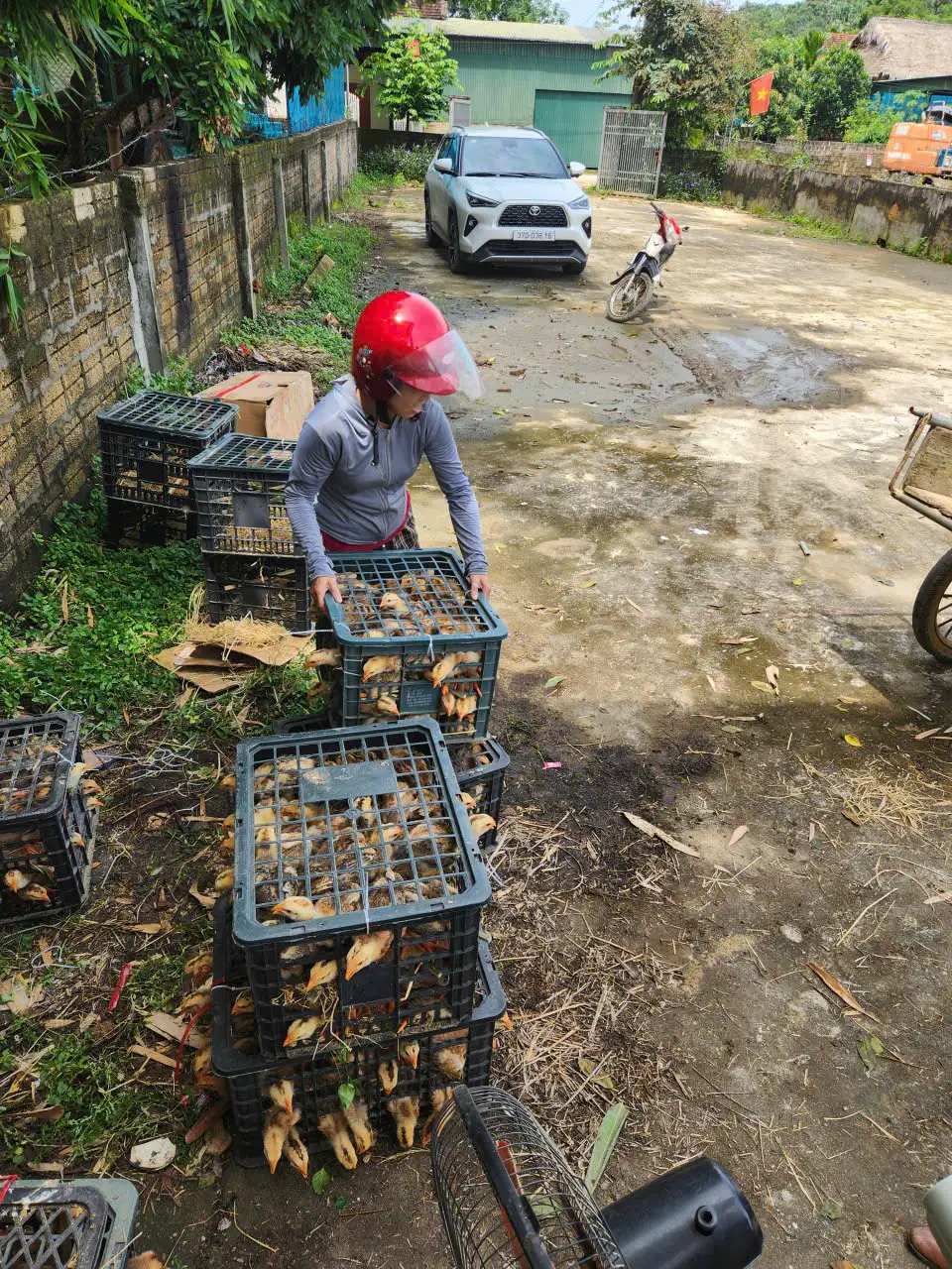 CẤP PHÁT CON GIỐNG GÀ ĐỊA PHƯƠNG VÀ THỨC ĂN CHO GÀ TẠI XÃ CHÂU TIẾN