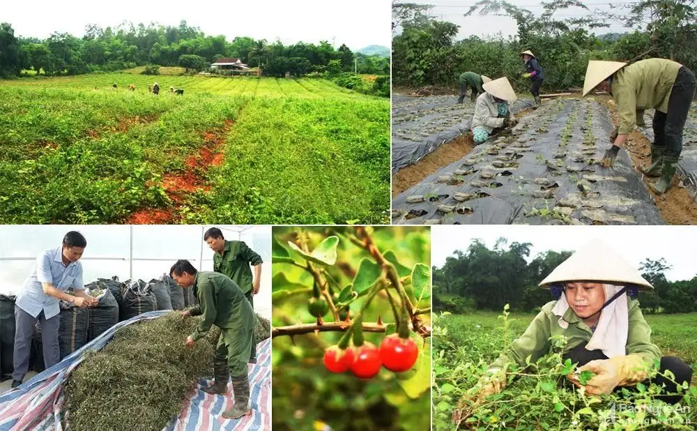 Đánh thức tiềm năng dược liệu, nâng tầm giá trị sản phẩm OCOP Nghệ An
